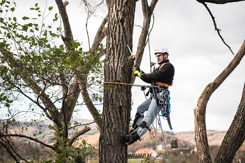 Tree Trimming