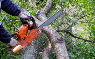 Best Time of Year to Trim Your Trees: Seasonal Tree Care Guide