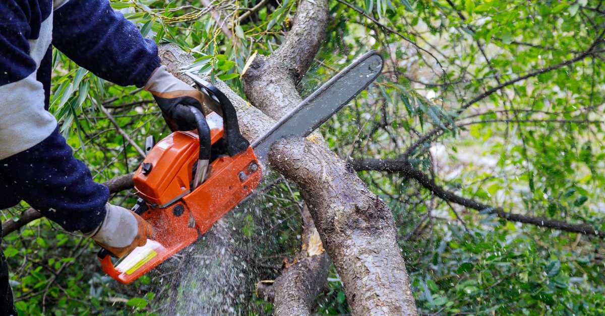 Best Time of Year to Trim Your Trees: Seasonal Tree Care Guide