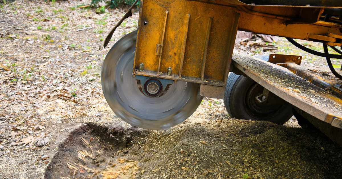 Best Ways to Remove a Tree Stump