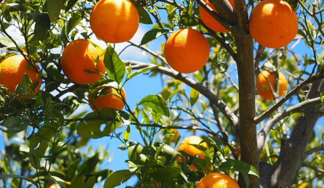 How to Trim Fruit Trees