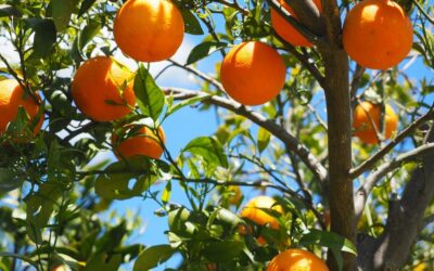 How to Trim Fruit Trees