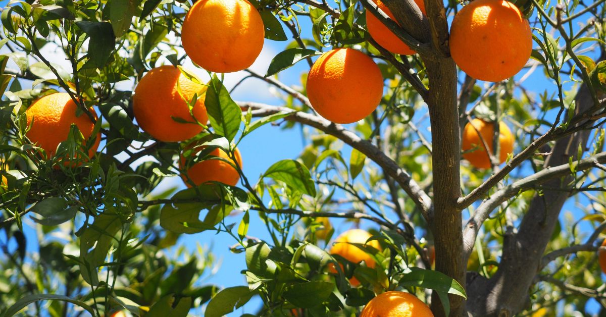 How to Trim Fruit Trees