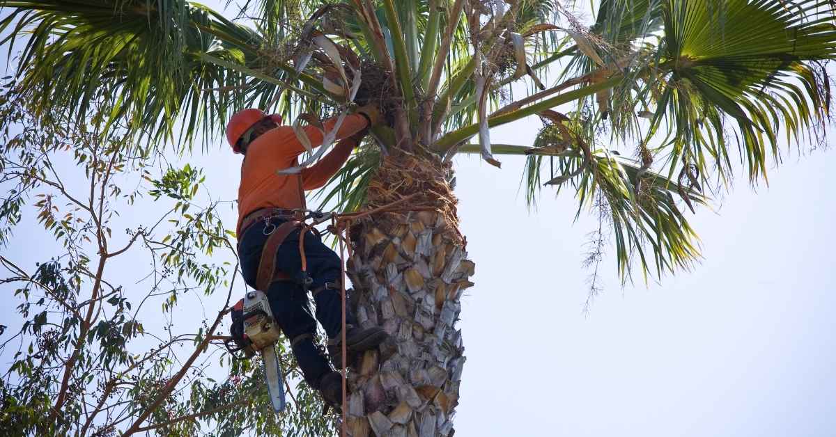 How Often Should Palm Trees Be Trimmed